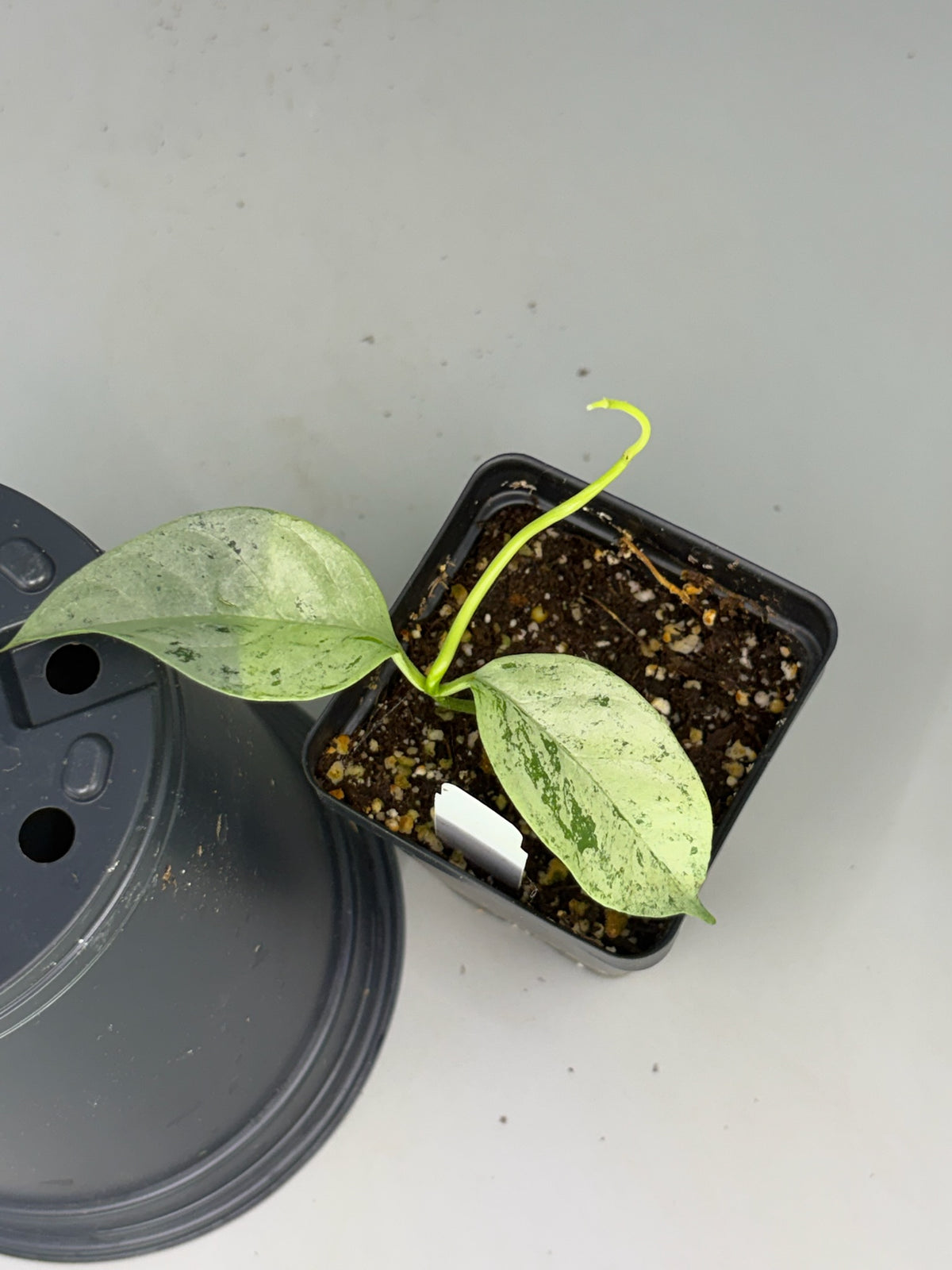 Hoya – Exact Plant #579 – photo a