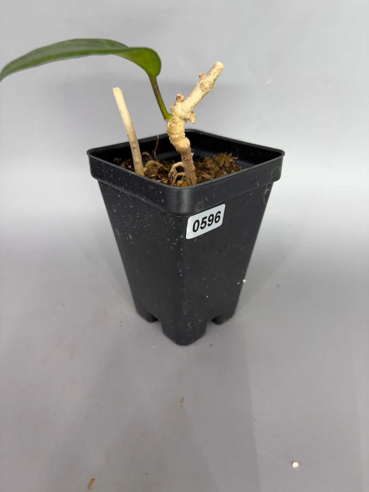 Hoya – Exact Plant #596 – photo a