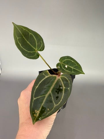 Anthurium Barry Schwartz NOID Bench Hybrid – Exact Plant #3495