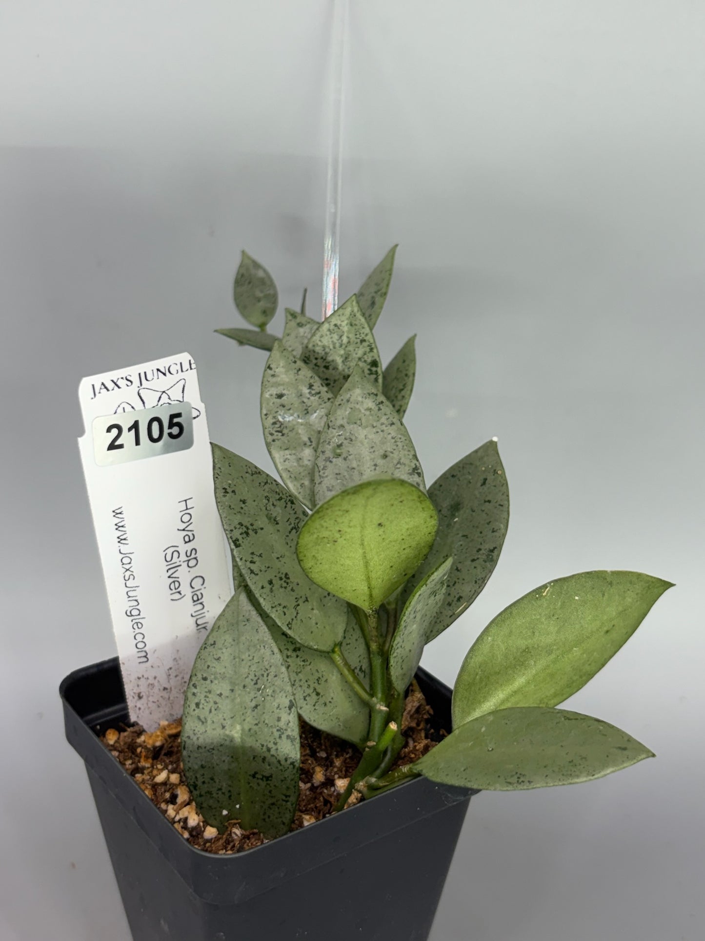 Hoya Lacunosa Sp. Cianjur Silver – Exact Plant #2105