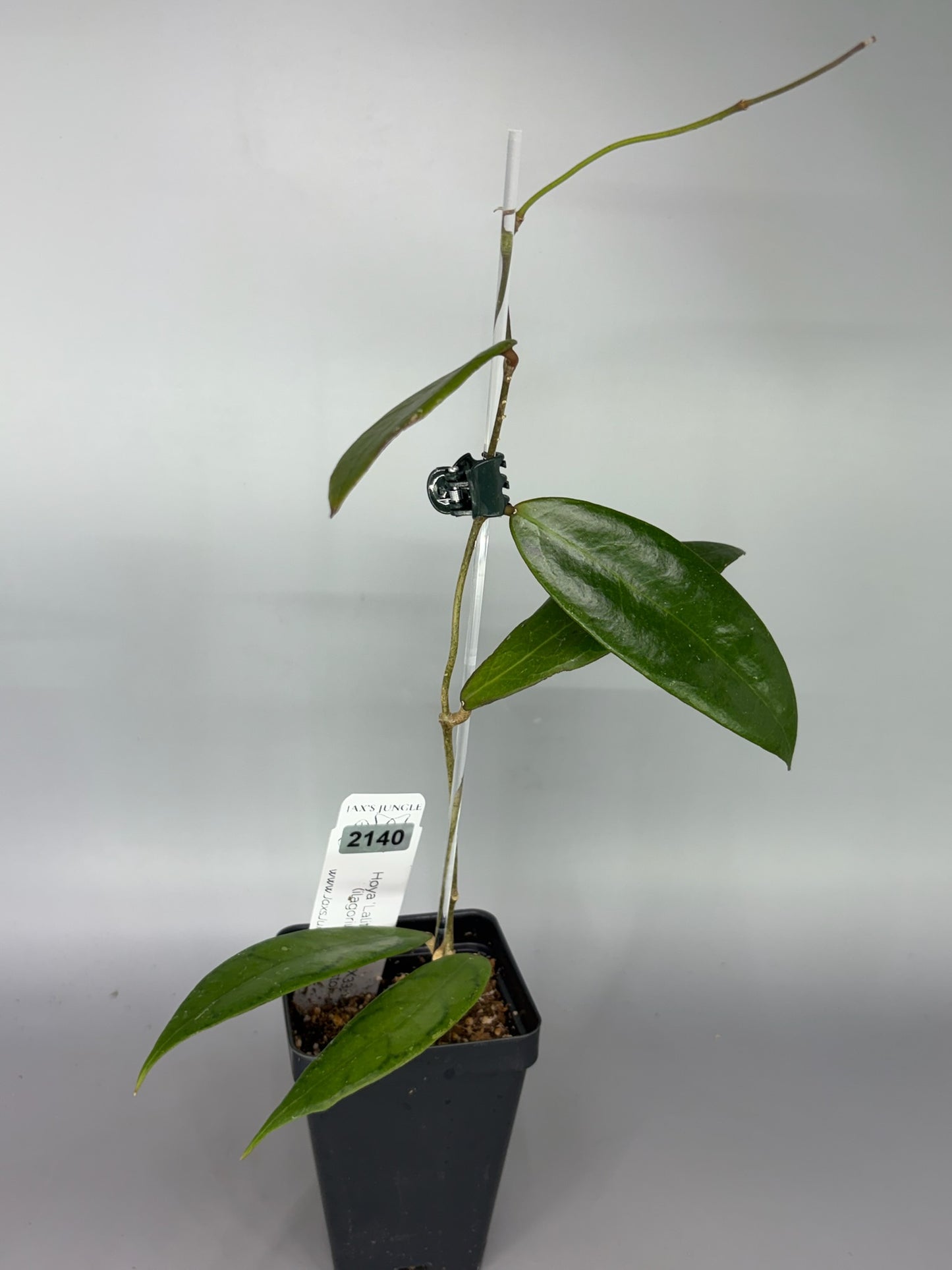 Hoya ‘Lalita 12’ WRX33-12 (ilagiorum x callistophylla) – Exact Plant #2140