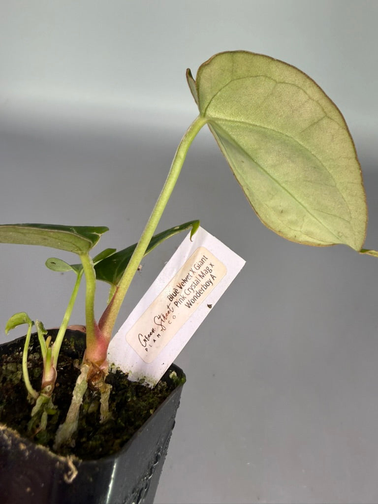 Anthurium Blue Velvet x Giant Pink Crystal Mag x Wonderboy A – Grower’s Choice