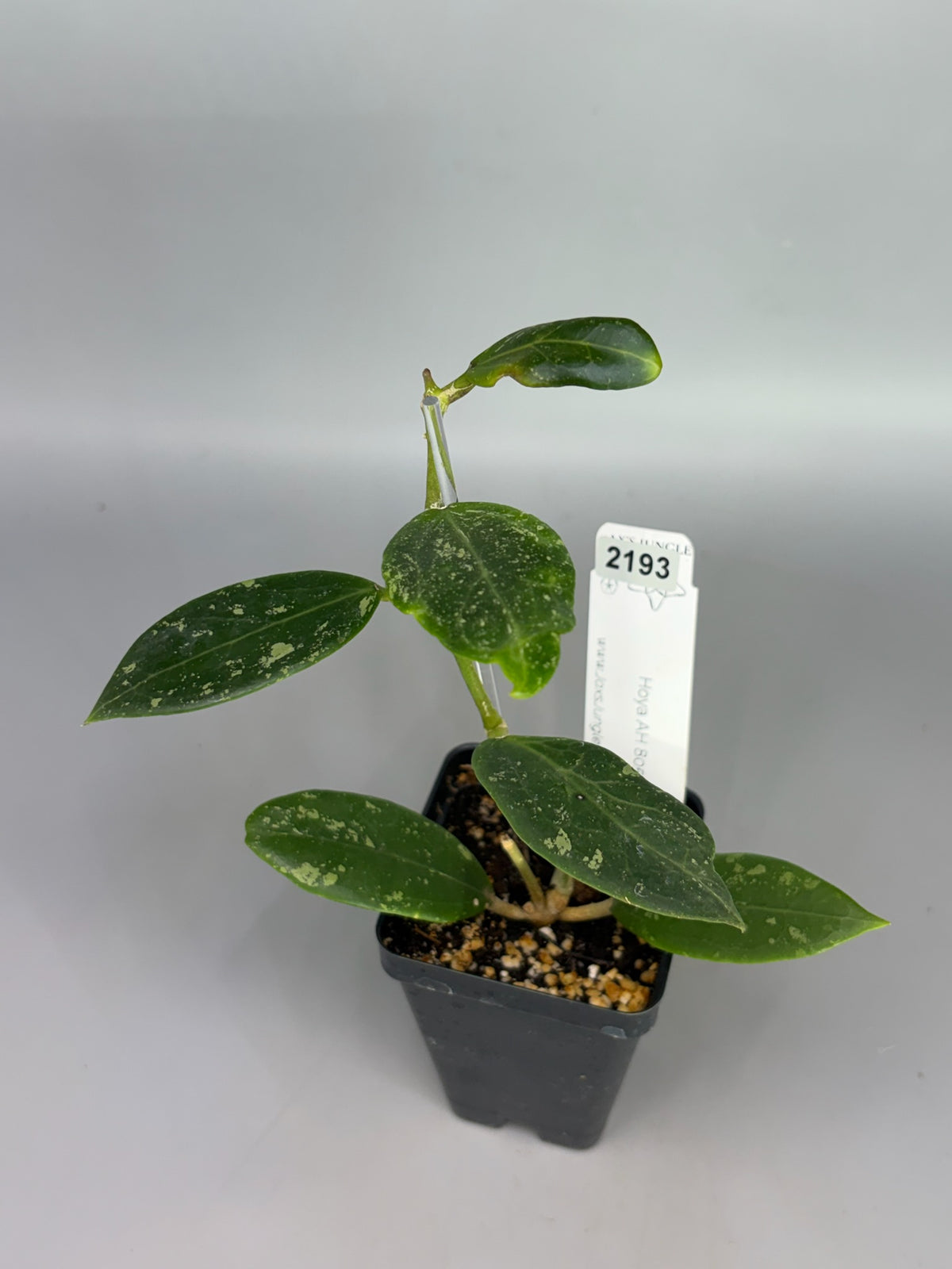 Hoya AH805 – Exact Plant #2193