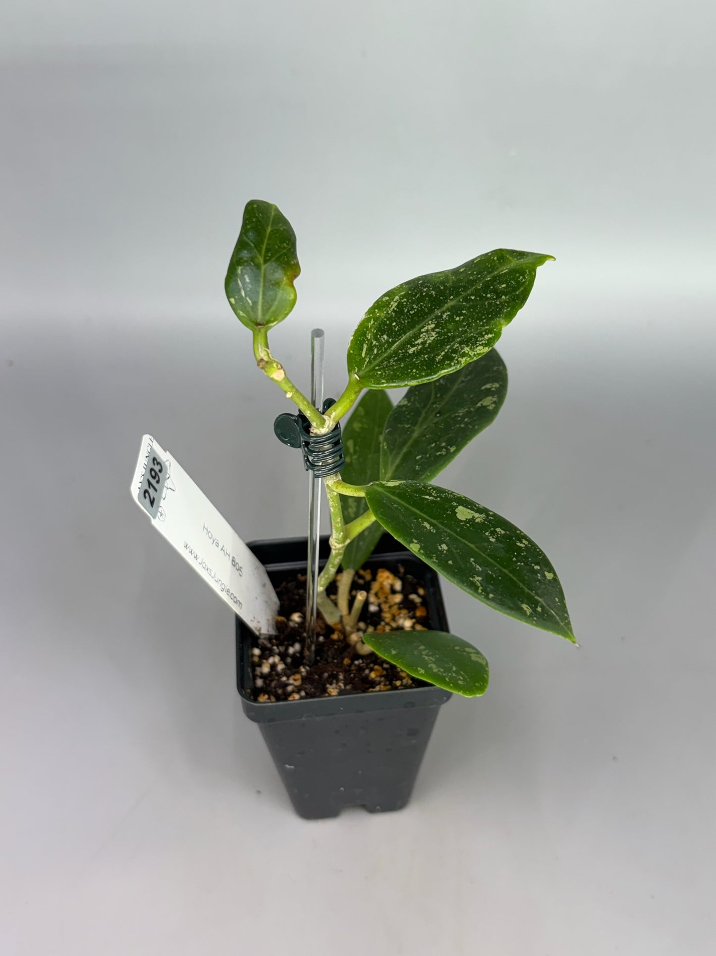 Hoya AH805 – Exact Plant #2193