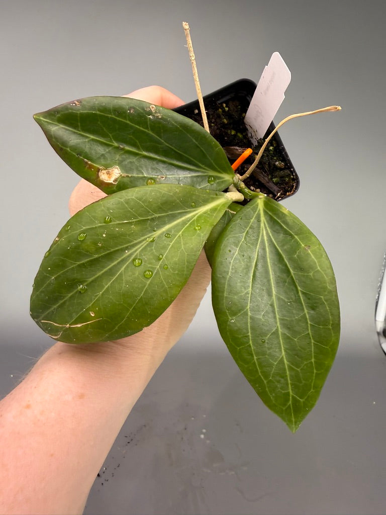 Hoya merrillii #619 – Exact Plant