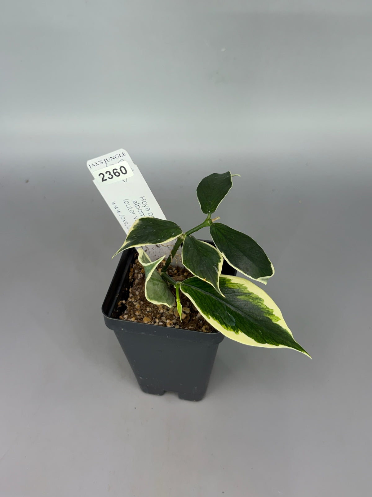 Hoya polyneura Albomarginata – Exact Plant #2360