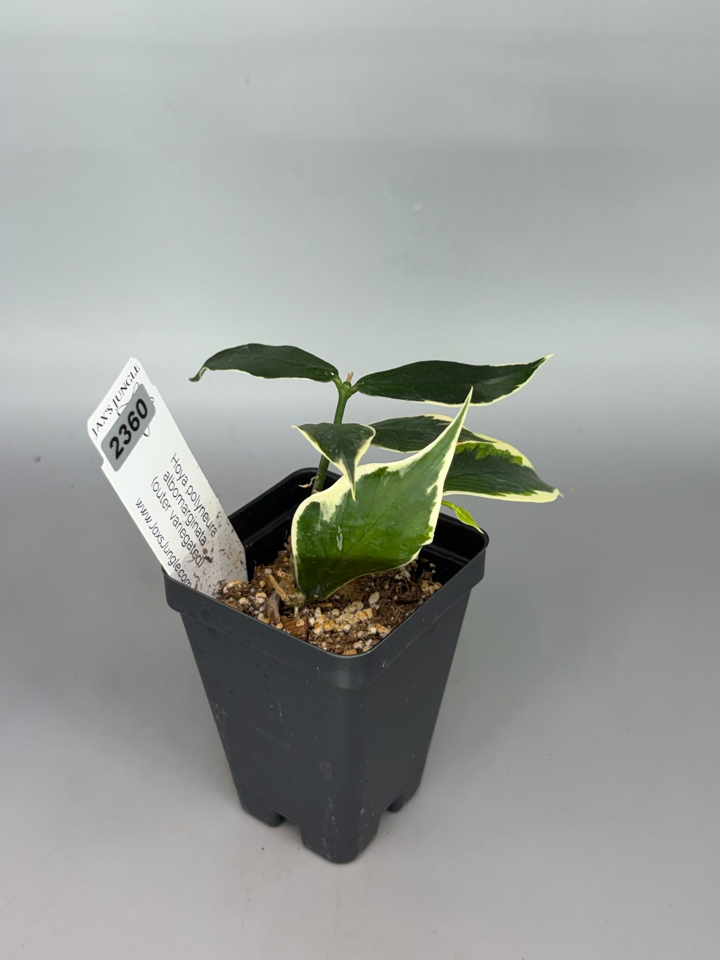 Hoya polyneura Albomarginata – Exact Plant #2360