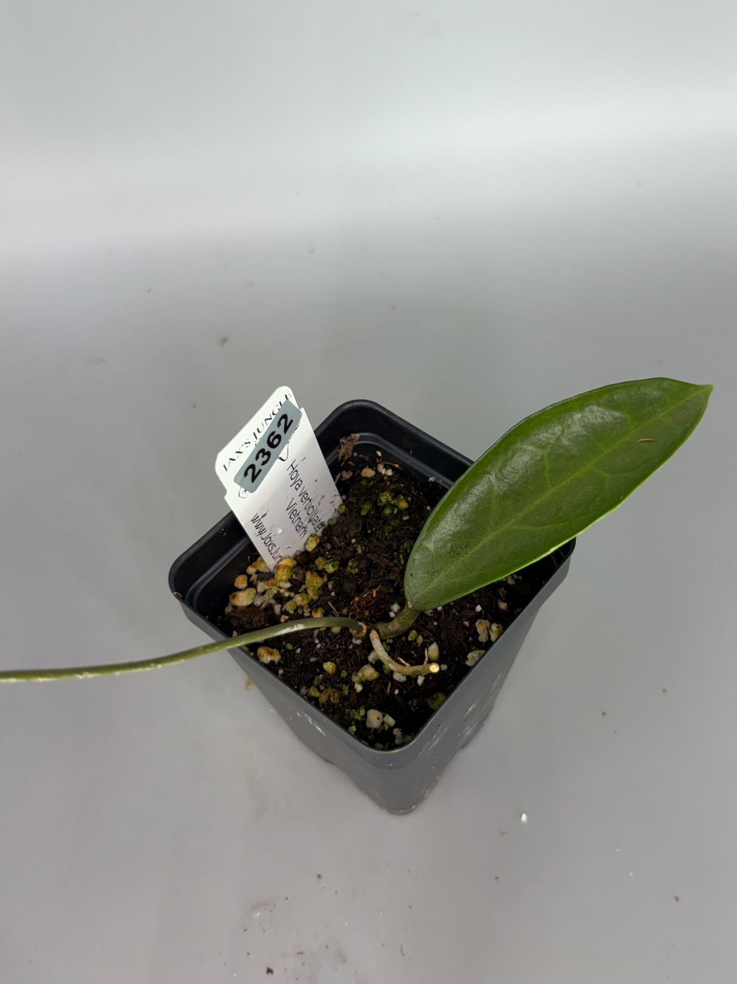 Hoya Verticillata (Silver Ghost Vietnam) Clone 2 – Exact Plant #2362