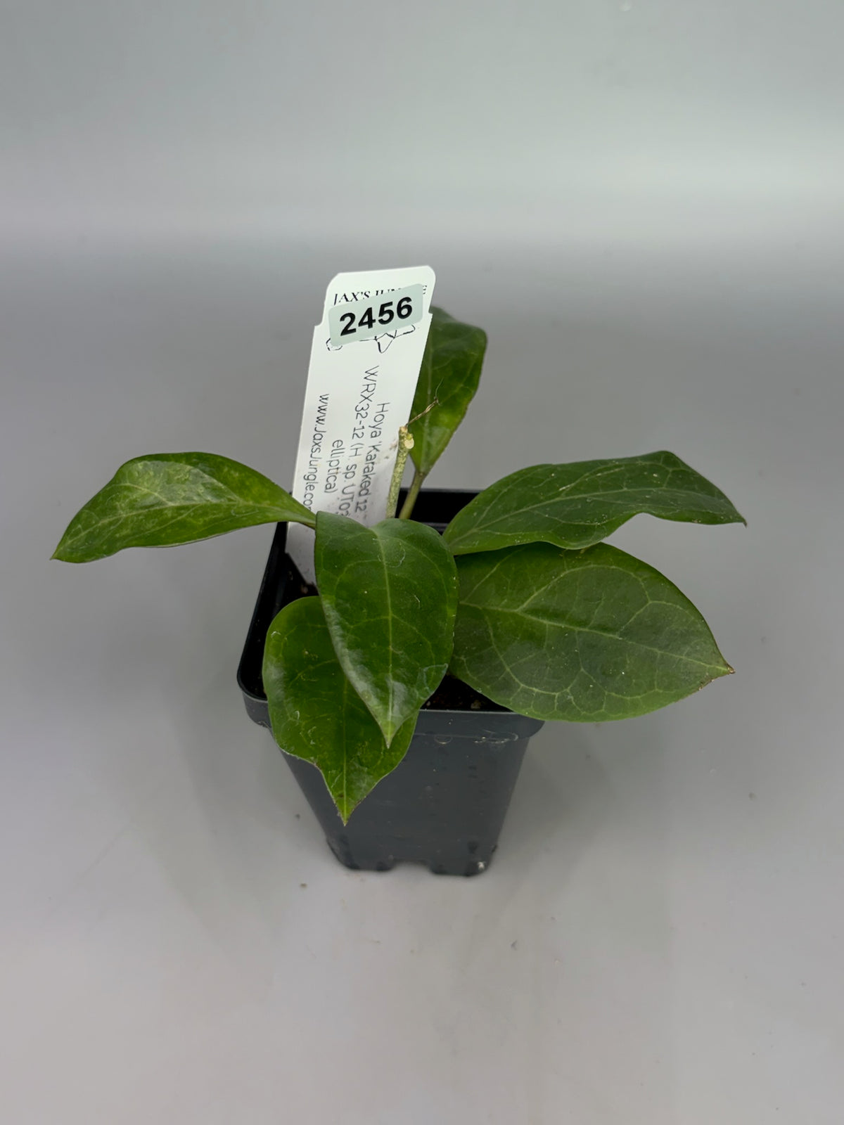 Hoya ‘Karaked 12’ WRX32-12 (H. sp. UT033 x H. elliptica) – Exact Plant #2456