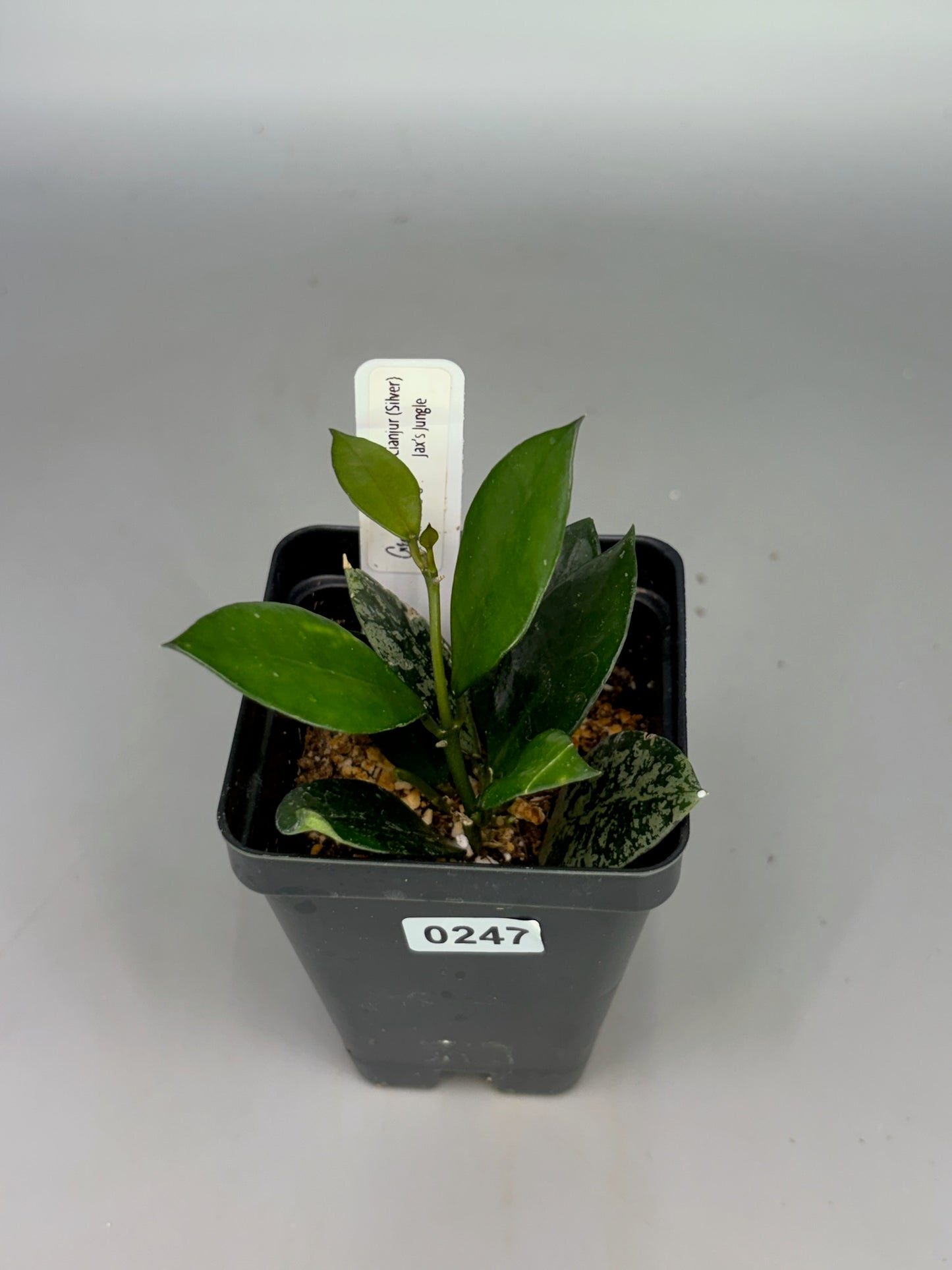 Hoya Lacunosa sp. Cianjur Silver – Exact Plant #247