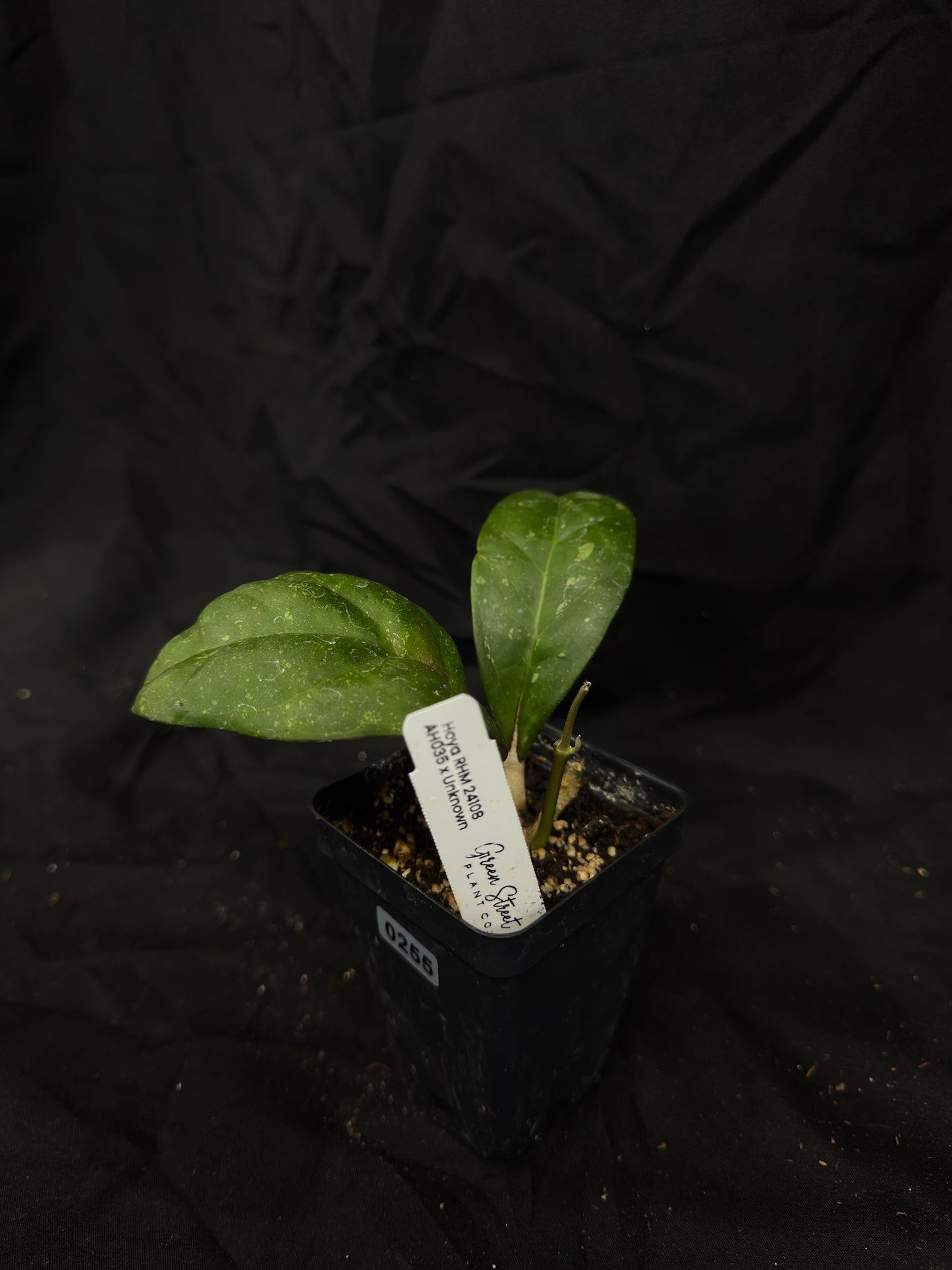 Hoya RHM 24109 (AH1025 x Unknown) – Grower’s Choice