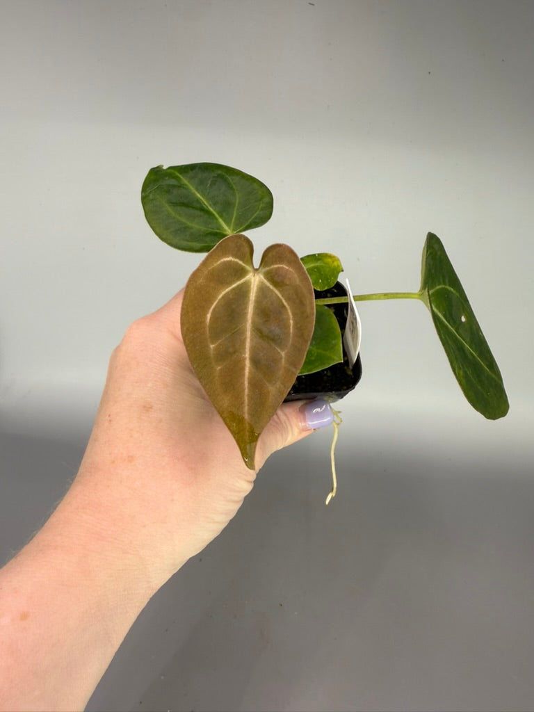 Anthurium (Pap x Forgetii) x (Forgetii x Carla) – Grower’s Choice