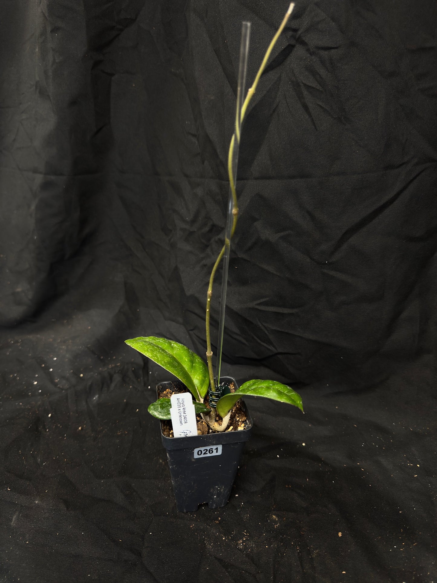 Hoya RHM 24109 (AH1025 x Unknown) – Grower’s Choice
