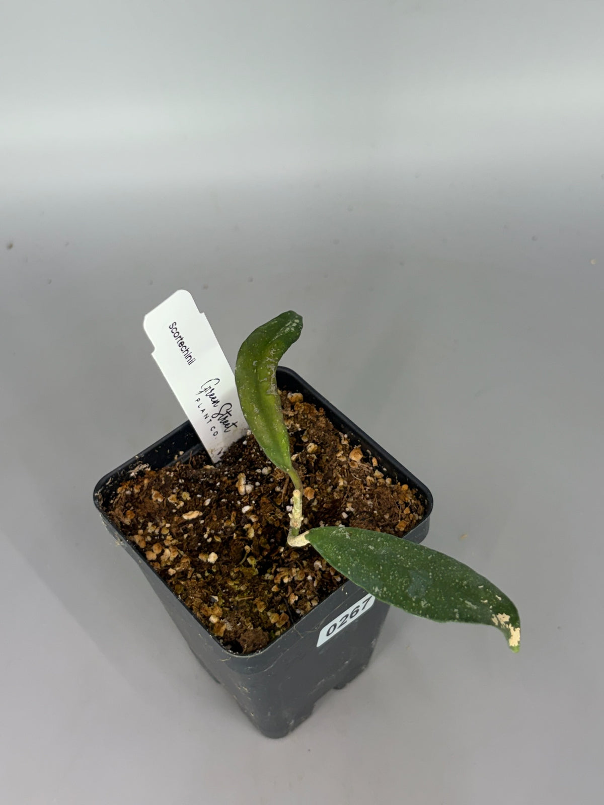 Hoya Scortechinii – Exact Plant #267