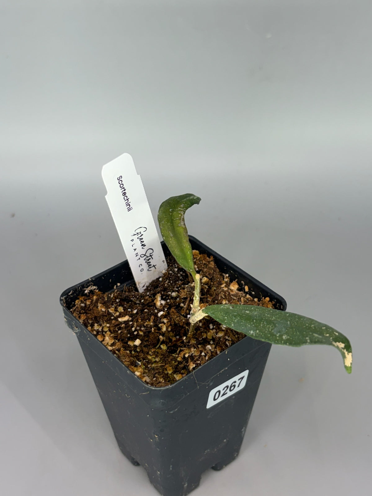 Hoya Scortechinii – Exact Plant #267