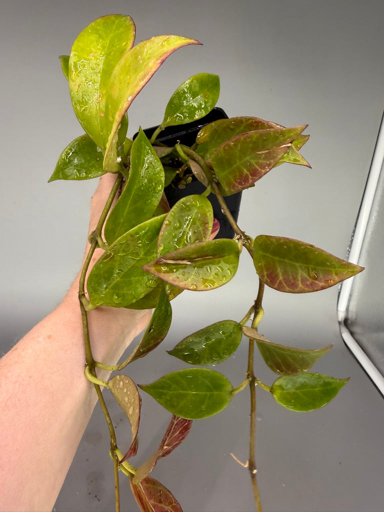 NOID Hoya #532 – Exact Plant