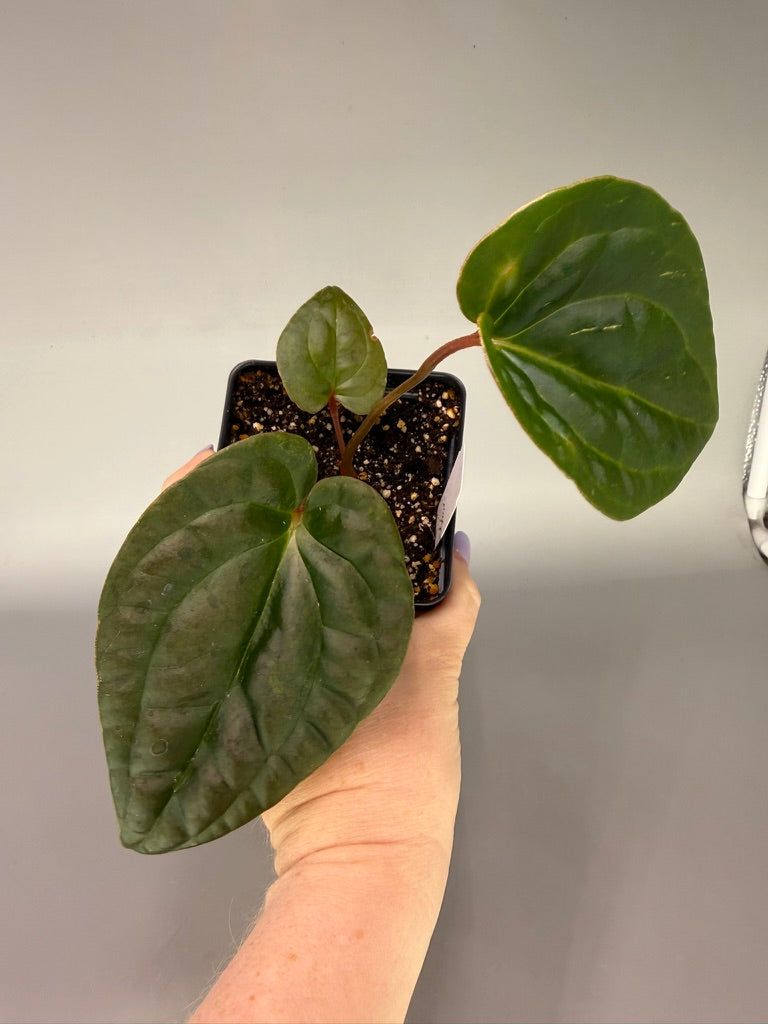 Anthurium Besseae Aff. x Luxurians – Exact Plant #3469