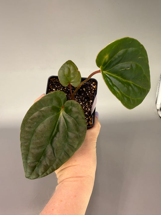 Anthurium Besseae Aff. x Luxurians – Exact Plant #3469