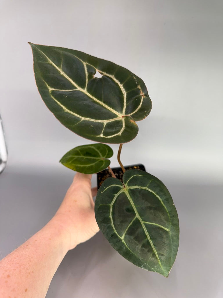 Anthurium Zara x Carla OG1 – Exact Plant #3470