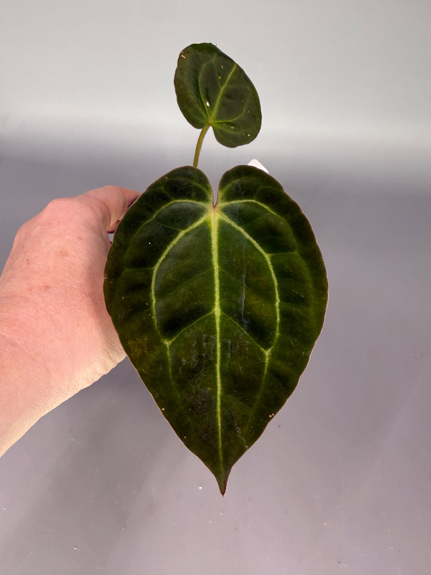 Anthurium Crystal Pap × Wonderboy A