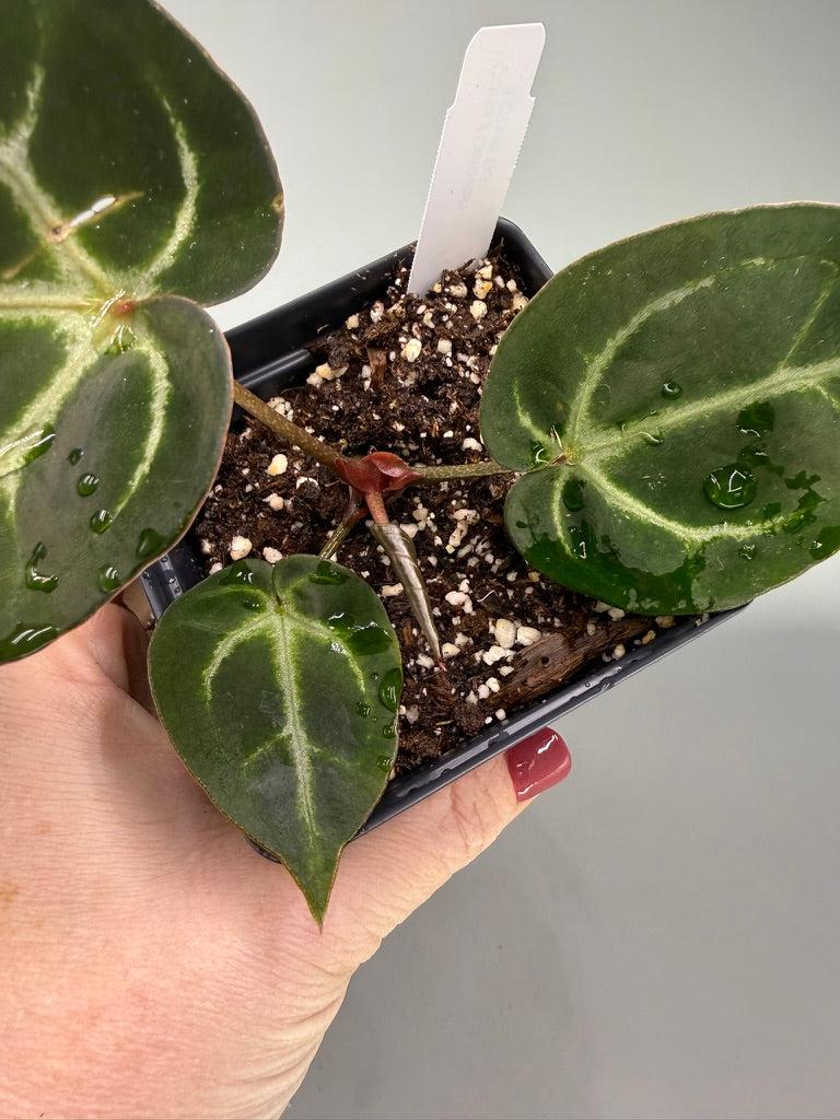 Anthurium Carla x Dorayaki x Carla OG1 – Exact Plant #3490