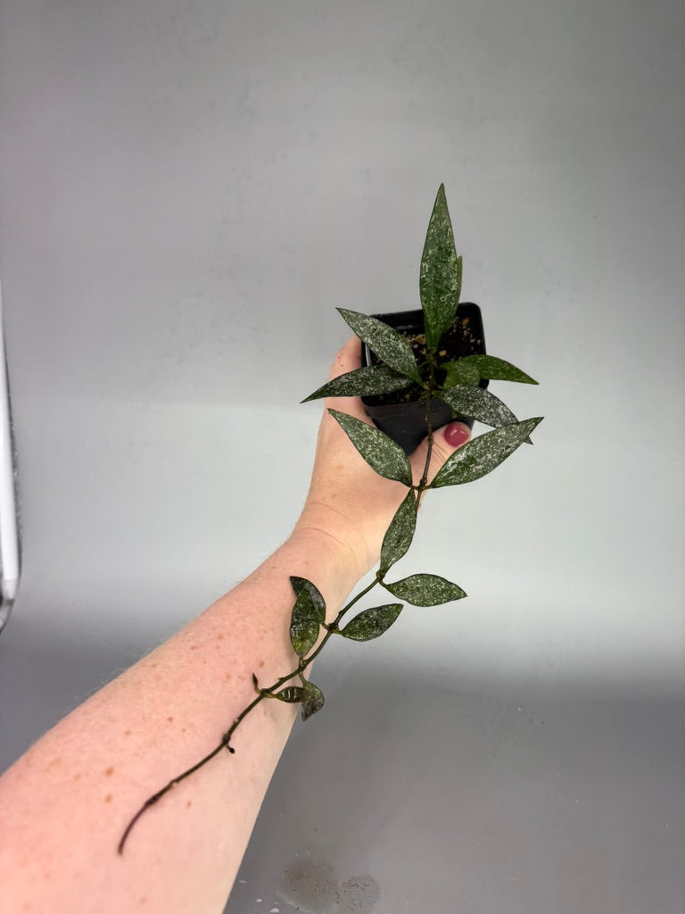 Hoya Parviflora Splash – Heavy Splash – Exact Plant #0617