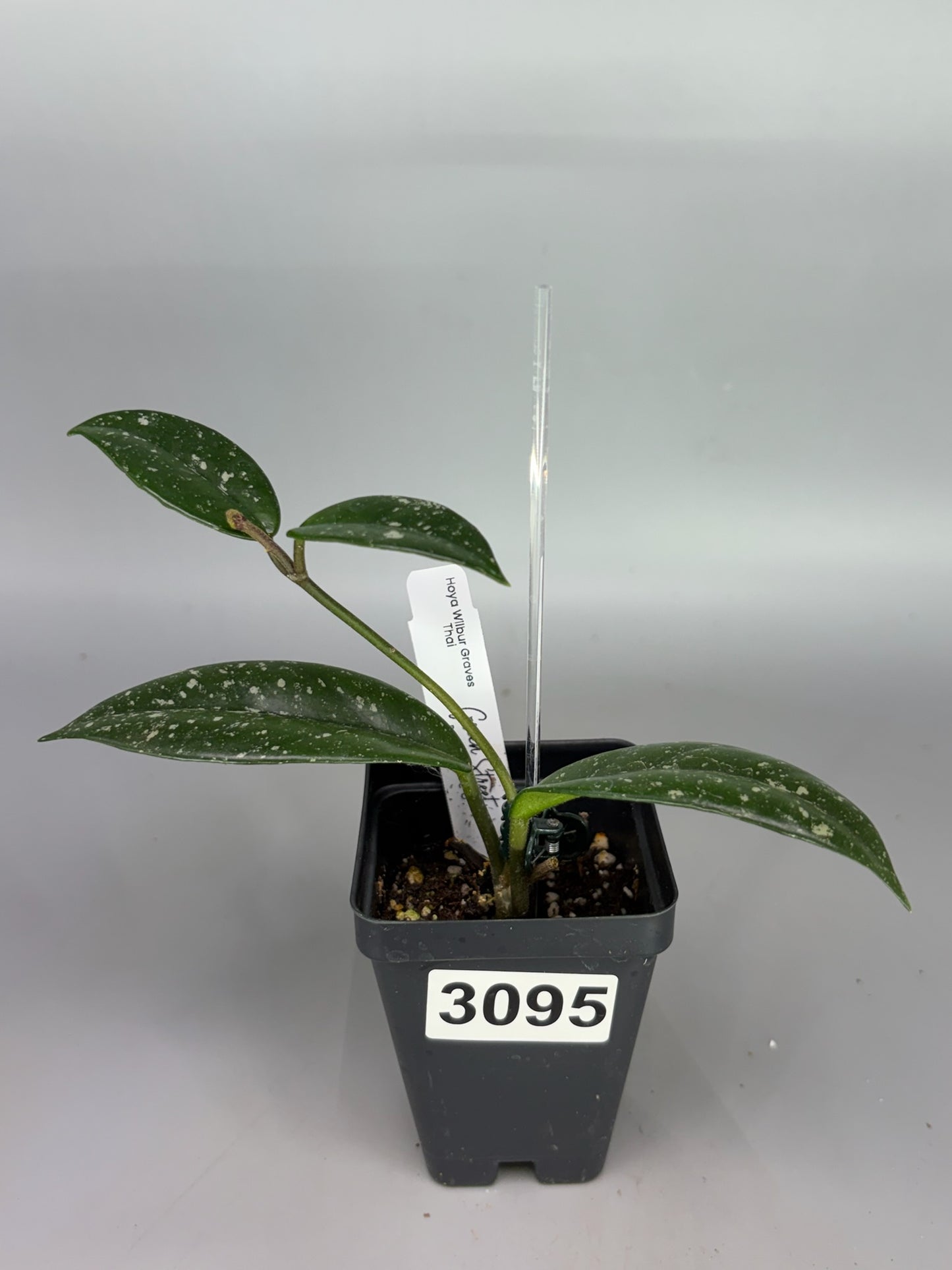 Hoya Wilbur Graves Thai – Exact Plant #3095