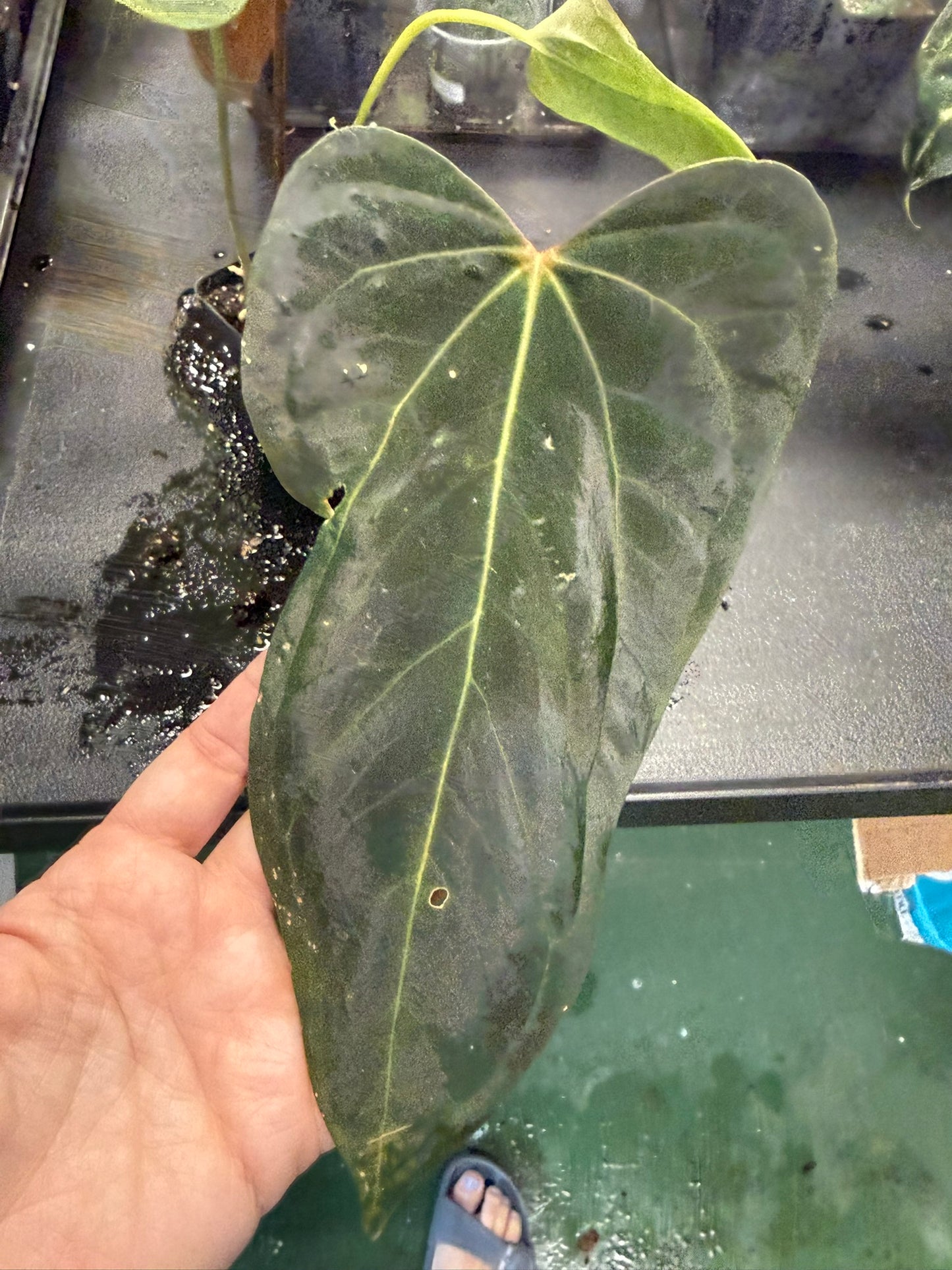 Anthurium Mickey x Flatty