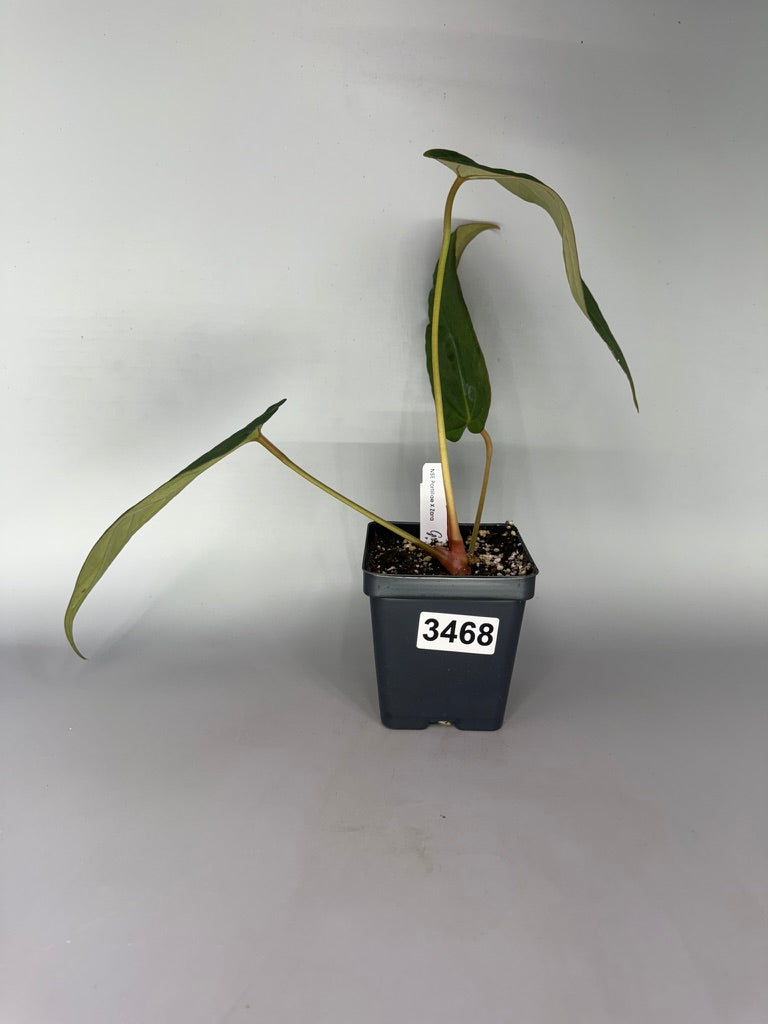 Anthurium NSE Portillae x Zara – Exact Plant #3468