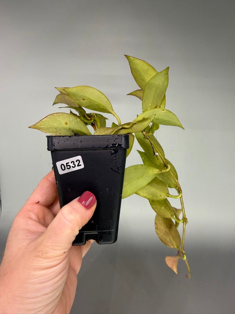 NOID Hoya #532 – Exact Plant