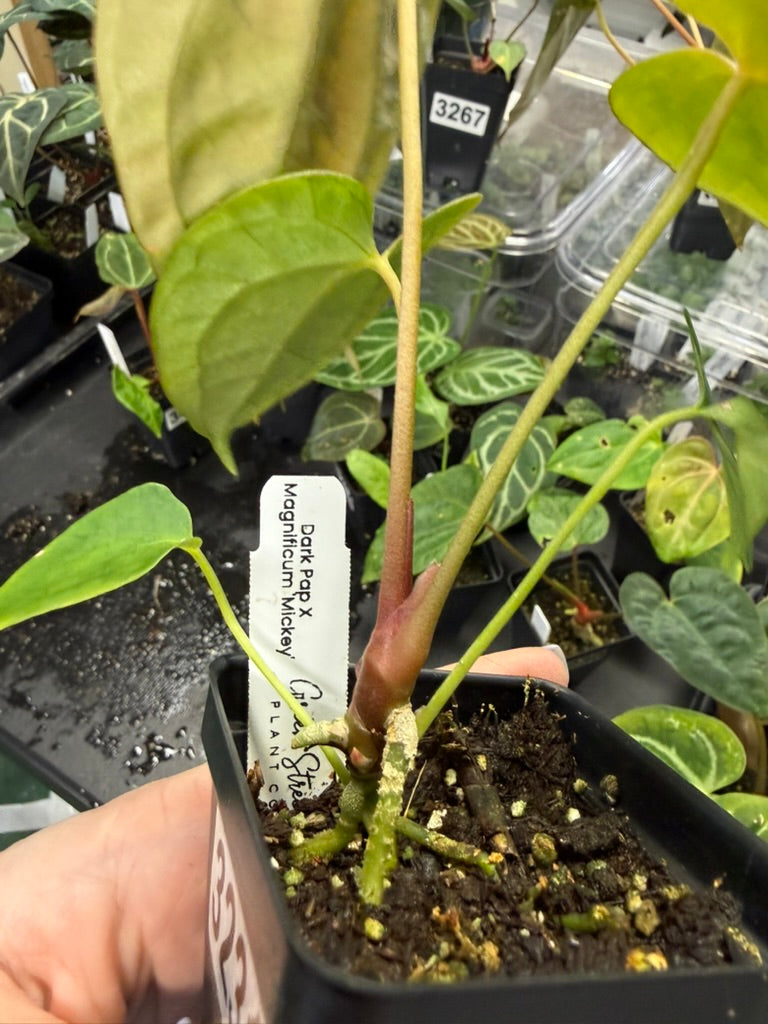 Anthurium Dark Pap X Magnificum 'Mickey'