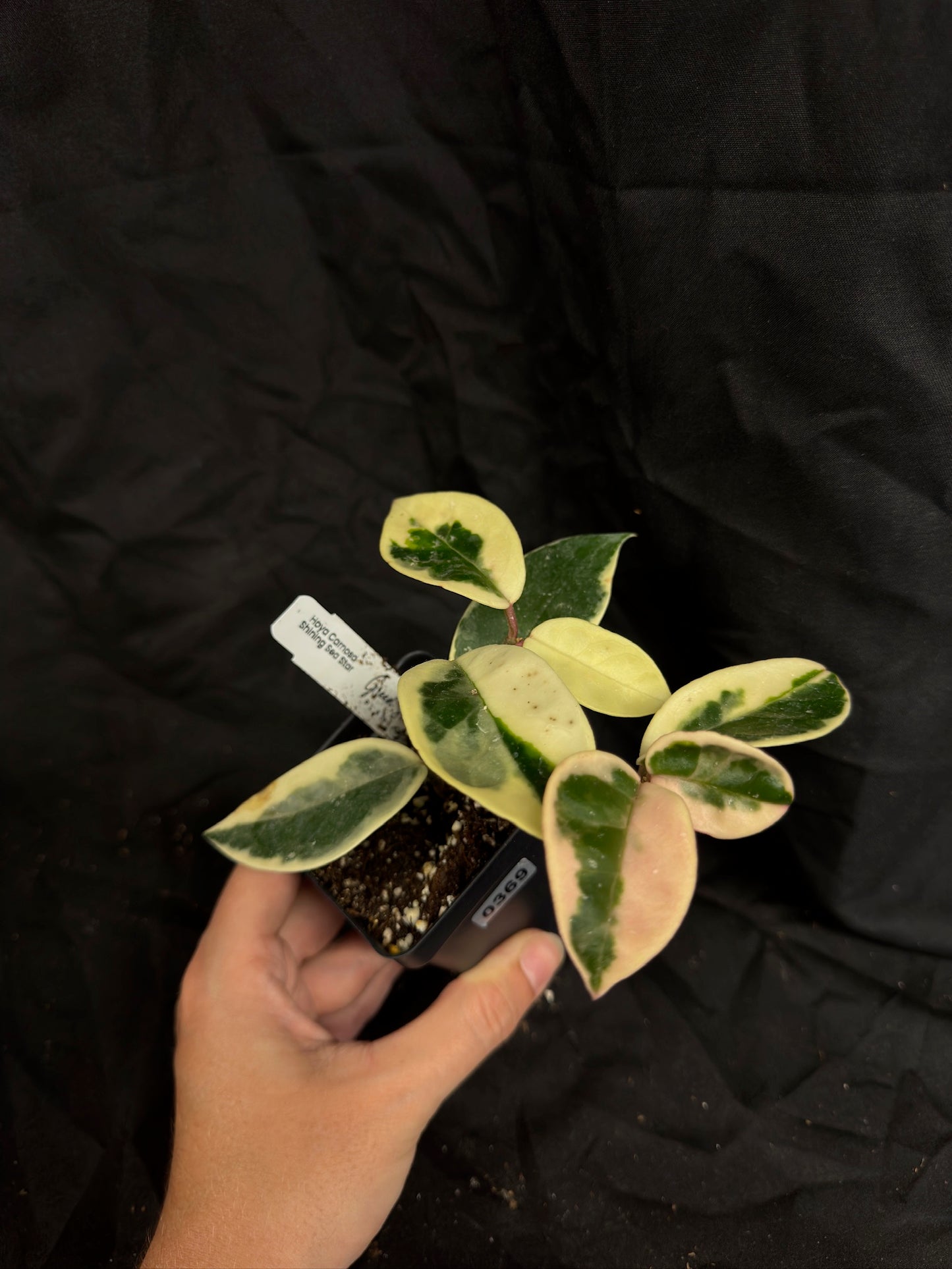 Hoya Carnosa ‘Shining Sea Star’ – Grower’s Choice