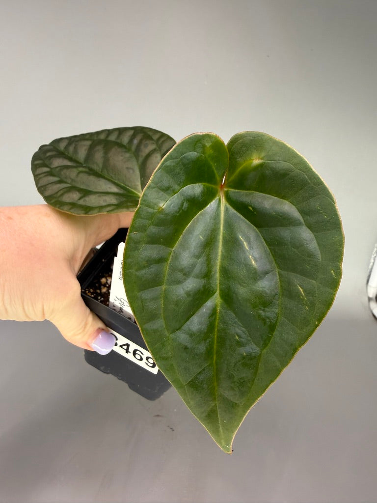 Anthurium Besseae Aff. x Luxurians – Exact Plant #3469
