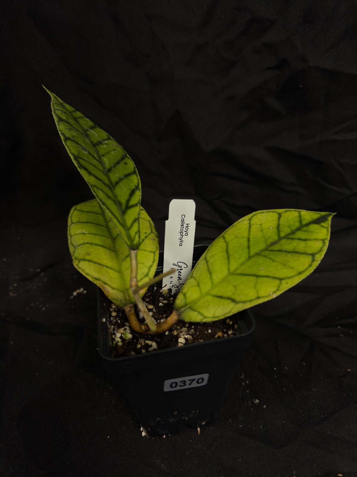 Hoya Callistophylla – Grower’s Choice