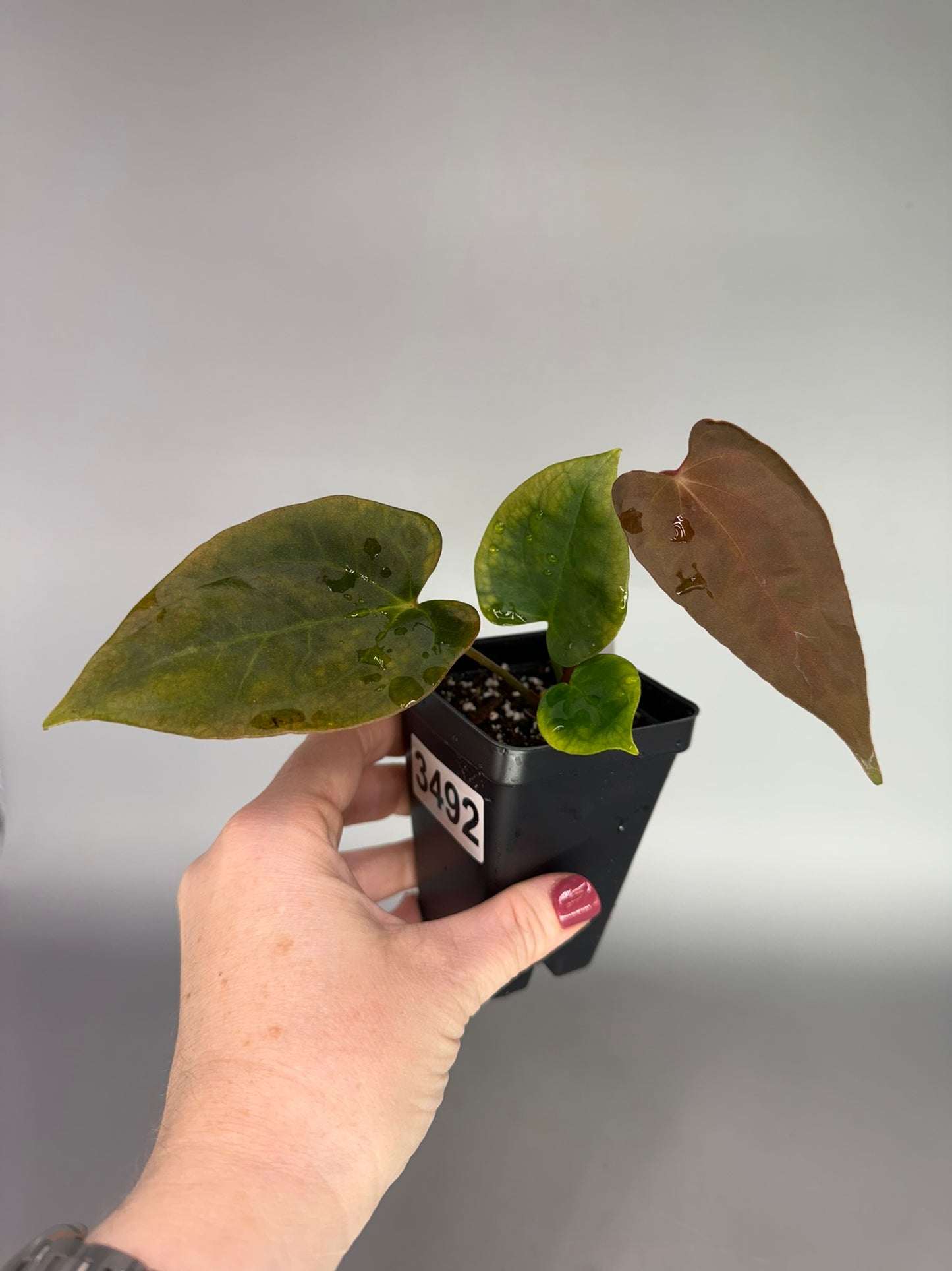 Anthurium Red Thunder x Ree Portillae x Red Vein Dark Phoenix – Exact Plant #3492