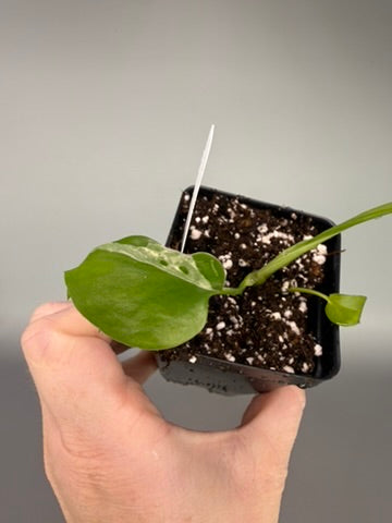 Monstera ‘Bulbasaur’ Variegated – Low Color Acclimated Tissue Culture #3494