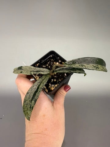 Hoya Minibelle Splash – Exact Plant #0615