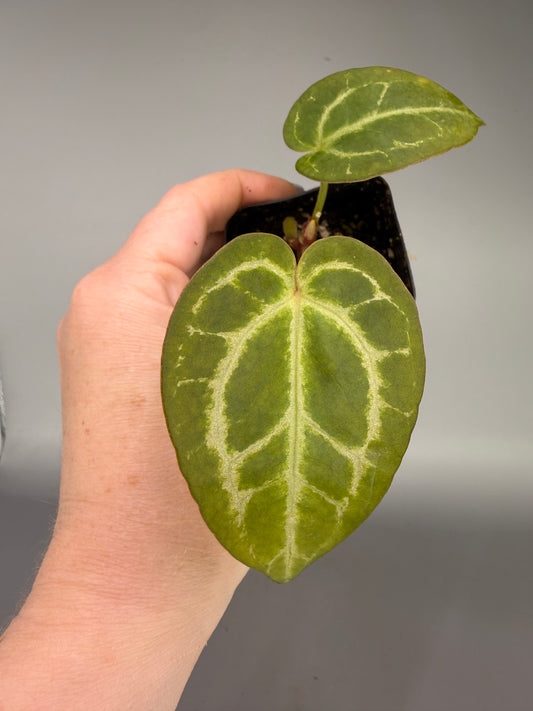 Anthurium (Forgetii x AoS) x Silver Blush x Self – Grower’s Choice