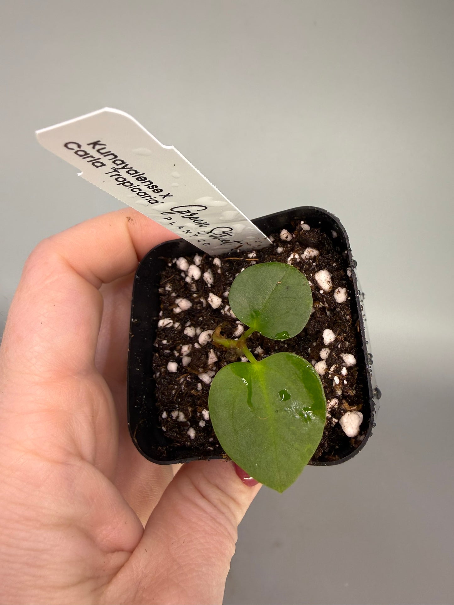 Anthurium Kunayalense PM5 x Carla ‘Tropicarla’ – Seedling