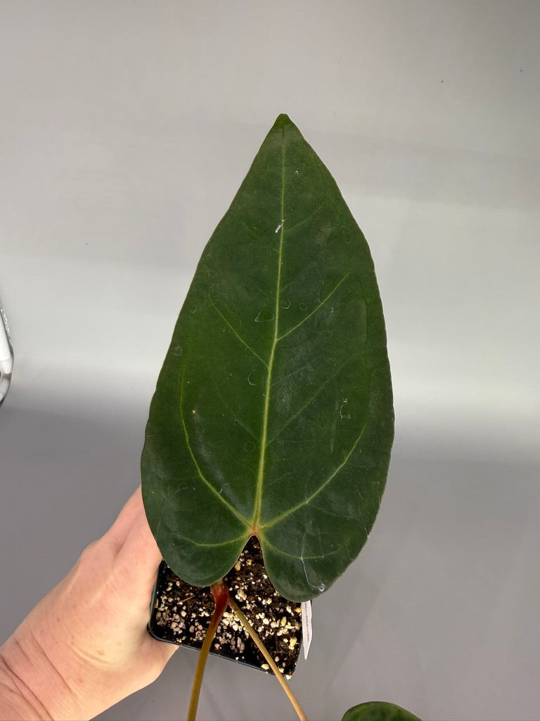 Anthurium NSE Portillae x Zara – Exact Plant #3468