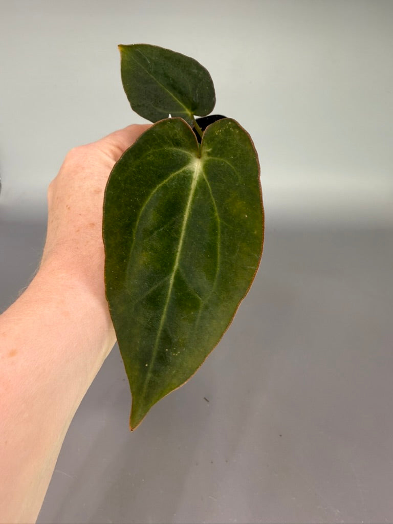 Anthurium Black Widow x Carla x Ree Gardens Dressleri x Carla – Grower’s Choice