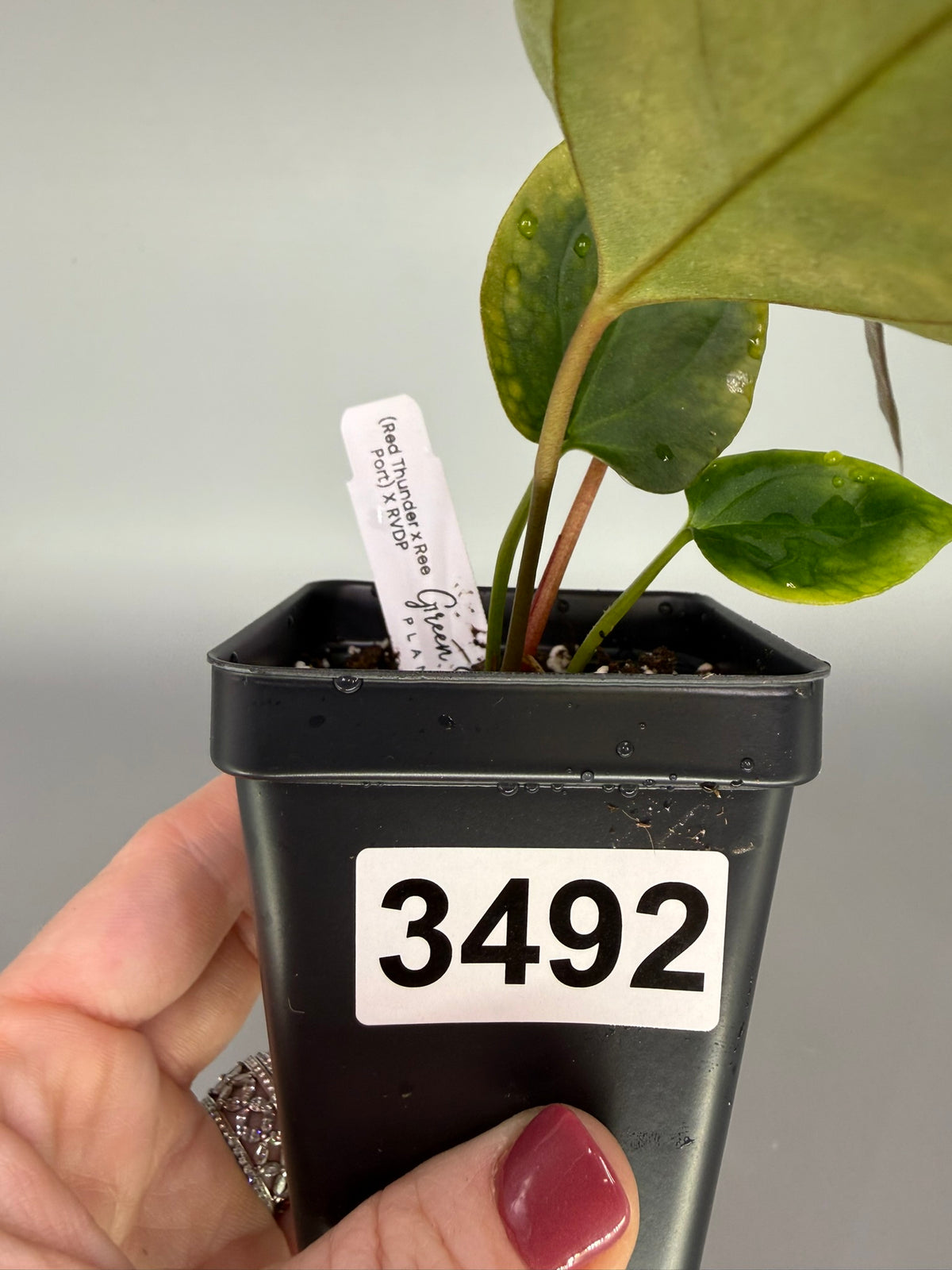 Anthurium Red Thunder x Ree Portillae x Red Vein Dark Phoenix – Exact Plant #3492
