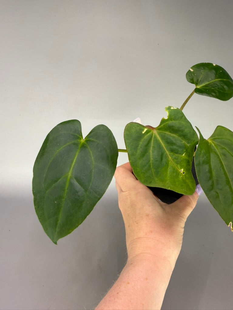 Anthurium (Regale x Crystallinum) x Zara Michelle x Tezula’s Pandemonium – Exact Plant