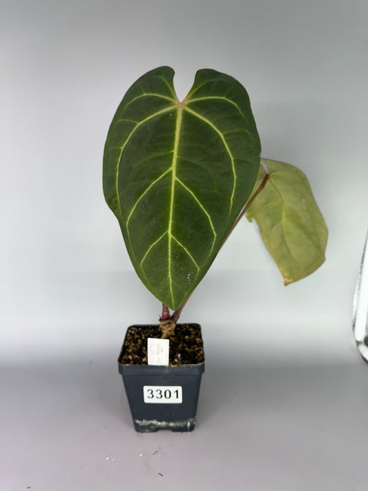 Anthurium Adrianne’s Bench Hybrid – Exact Plant #3301
