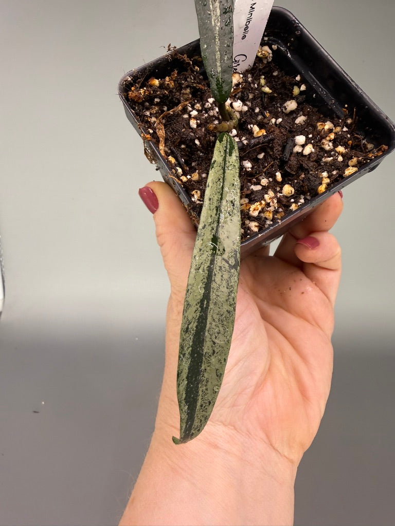 Hoya Minibelle Splash – Exact Plant #0616