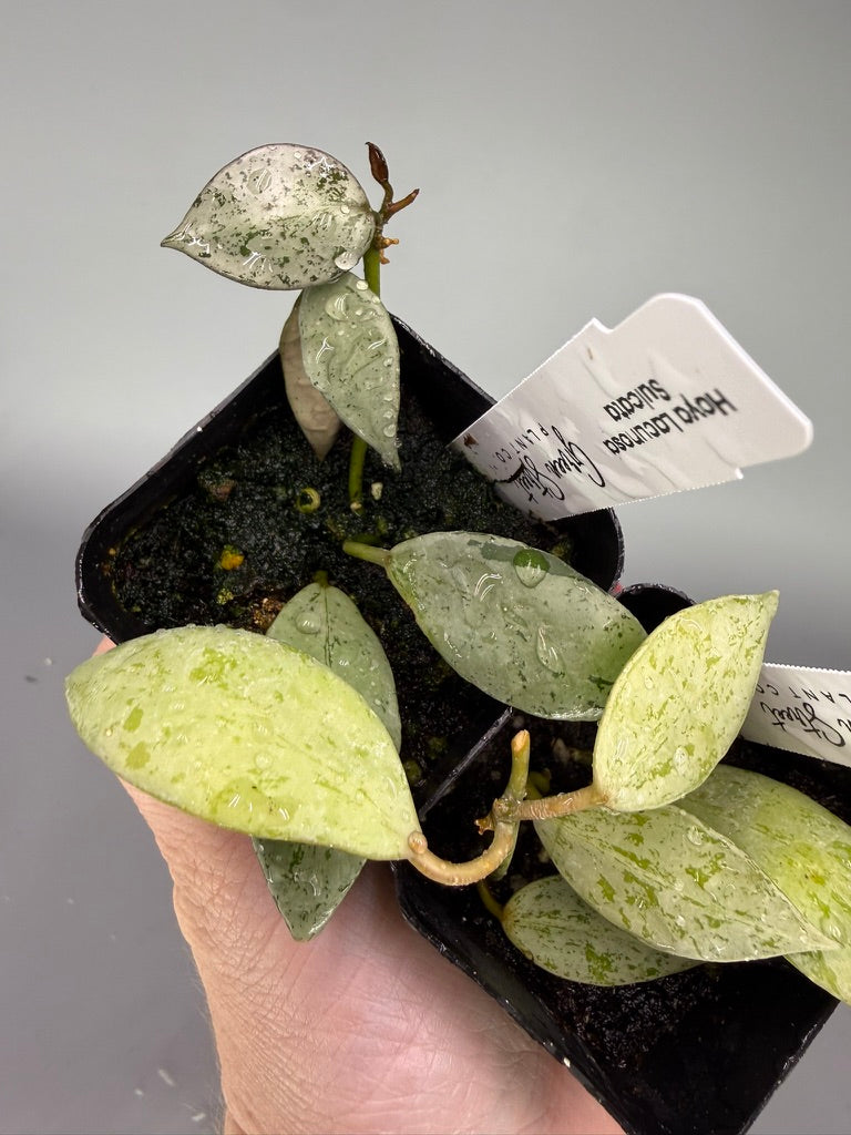 Hoya Lacunosa Sulcata – 2" Grower’s Choice