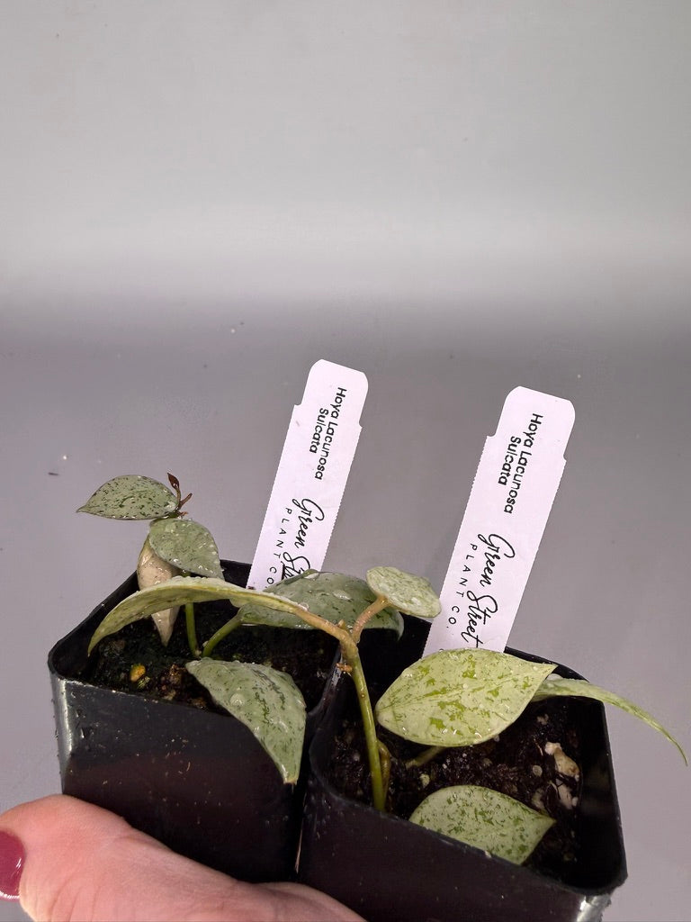 Hoya Lacunosa Sulcata – 2" Grower’s Choice