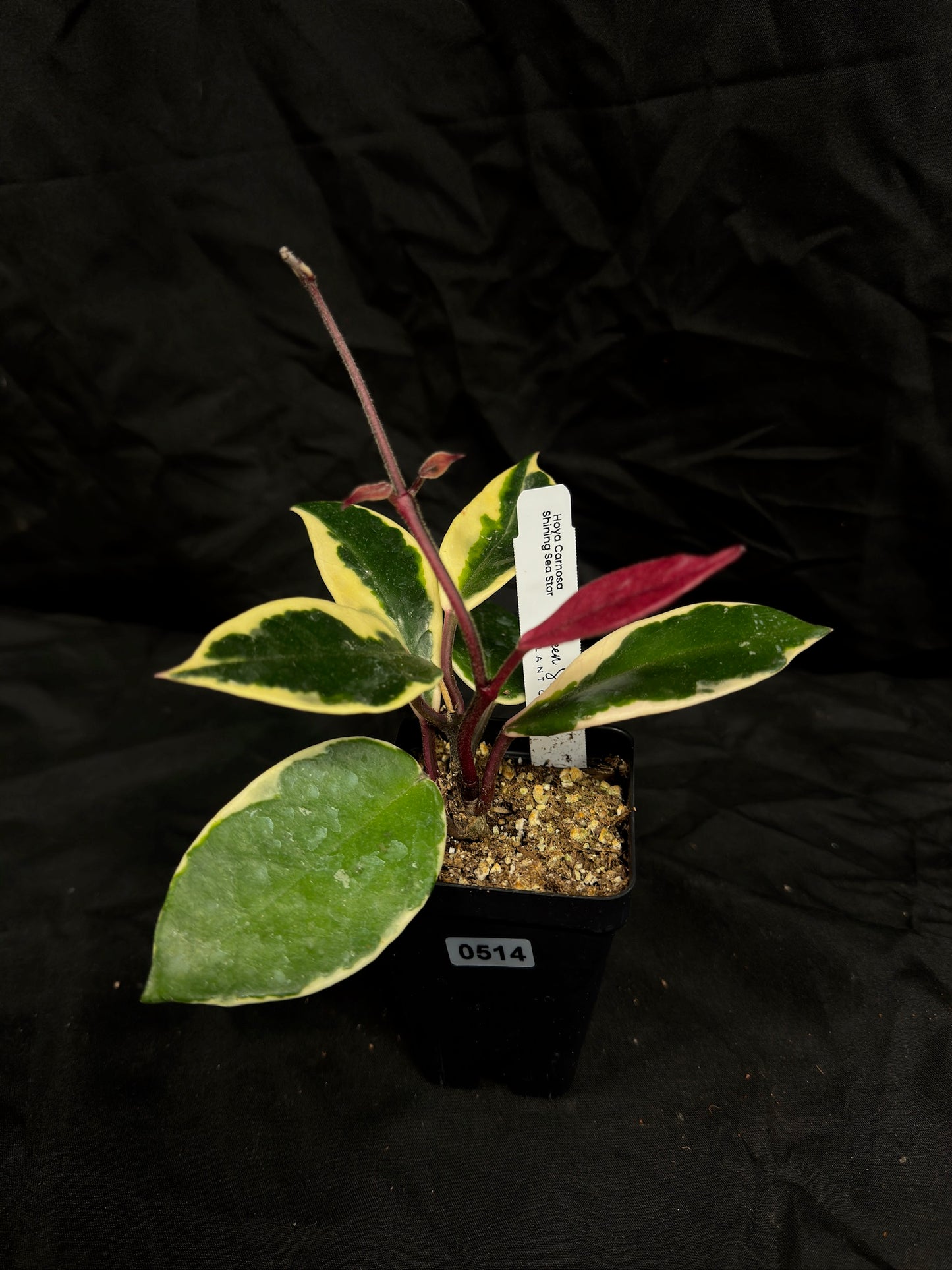 Hoya Carnosa ‘Shining Sea Star’ – Grower’s Choice