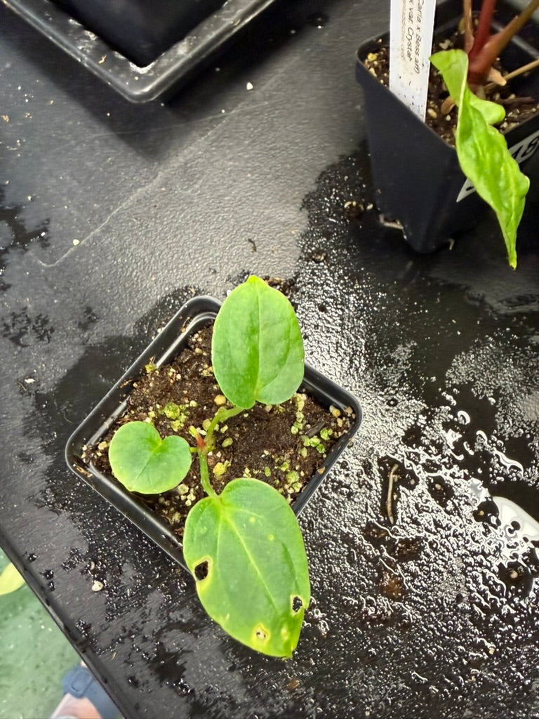 Anthurium (AoSX x PapX) x Sharkbite