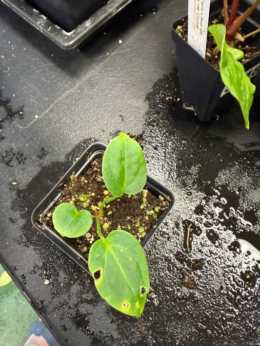Anthurium (AoSX x PapX) x Sharkbite